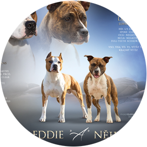 Grafick� pr�ce, mating flyer, let��ek psi, design dog